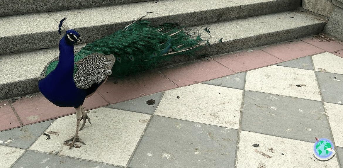pavo madrid