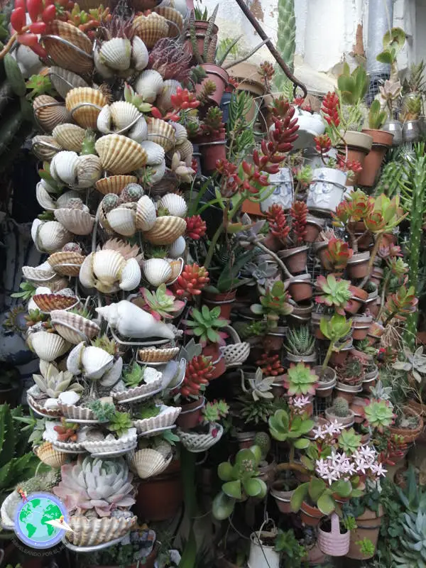 Patio de cactus 2