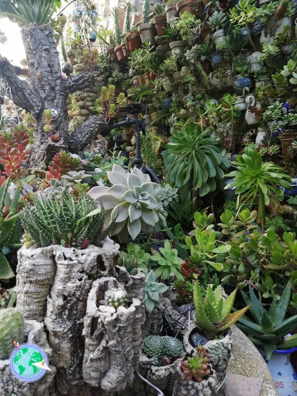 Patio de cactus 1