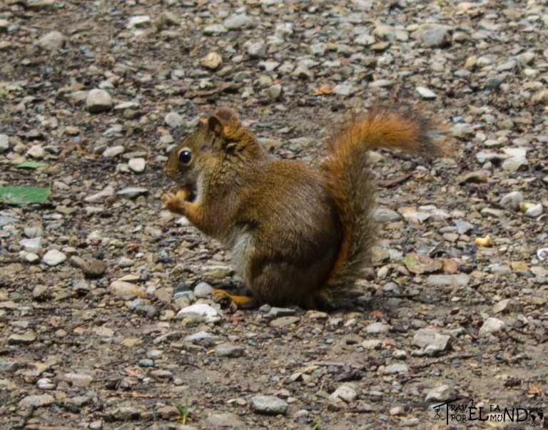 ardilla en Cyprus lake