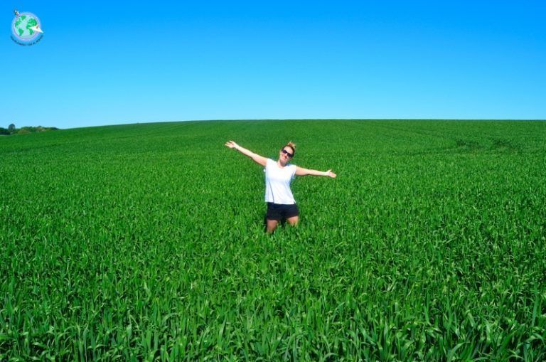 Ara en un campo de trigo