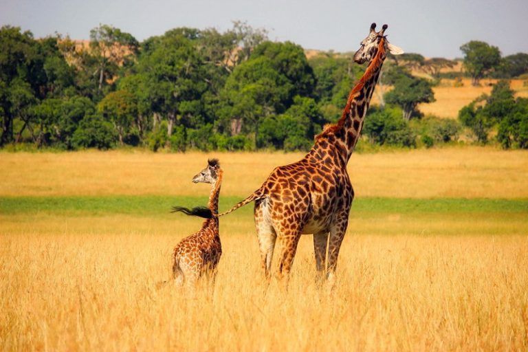 Girafas en un Safari