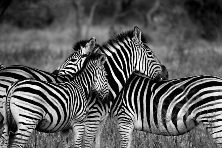 Zebras en un Safari